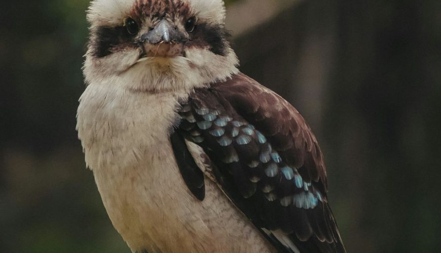 Laughing In The Treetops: The Joy Of Kookaburras